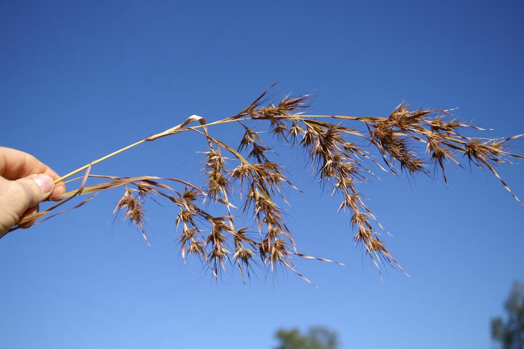 Grader grass flowerheads are brownish or reddish and droop down.