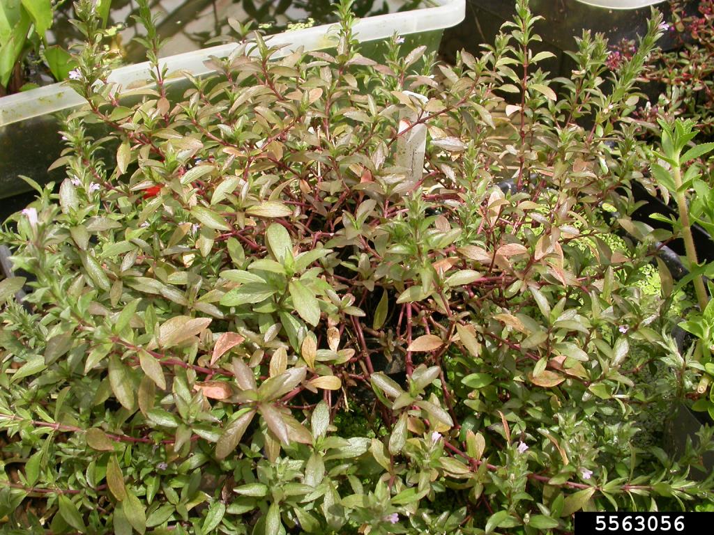 East Indian hygrophila plants have red stems.