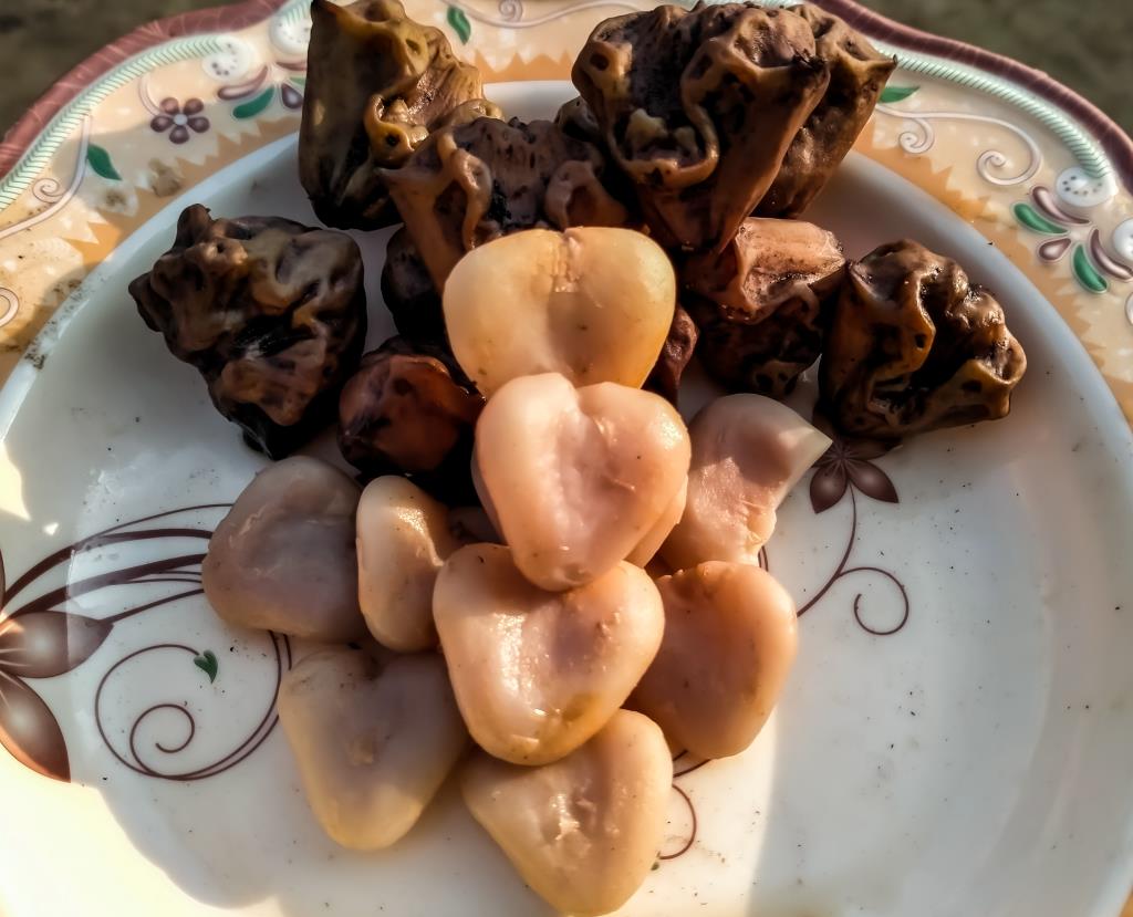 Water caltrop has woody nuts that are used in cooking overseas. If you see them for sale in Australia please contact the NSW DPI Biosecurity Helpline