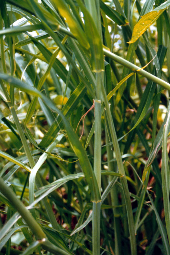 Aleman grass leaves are usually green but sometimes have a reddish tinge.