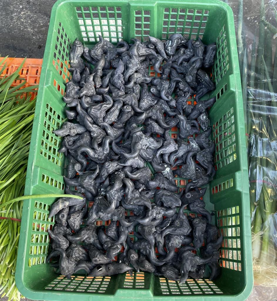 Water caltrop has woody nuts that are used in cooking overseas. If you see them for sale in Australia please contact the NSW DPI Biosecurity Helpline
