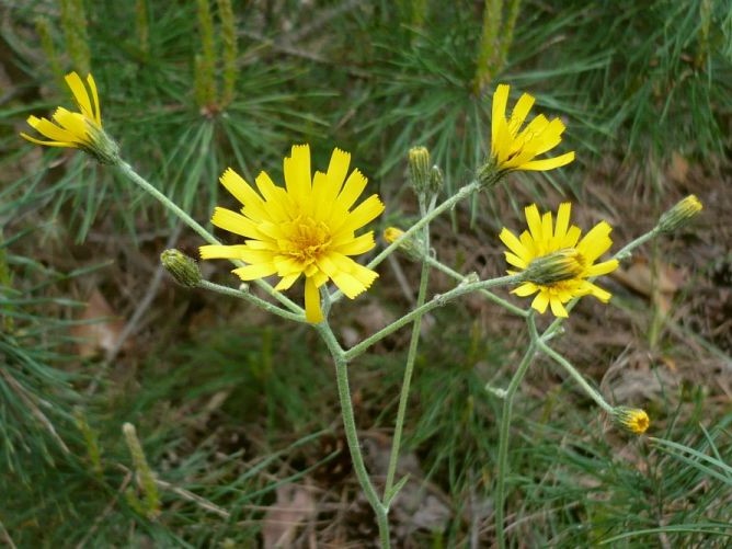 Wall hawkweed has yellow daisy like flowers.