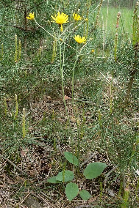 Wall hawkweed has broad leaves that grow at the base of the plant.