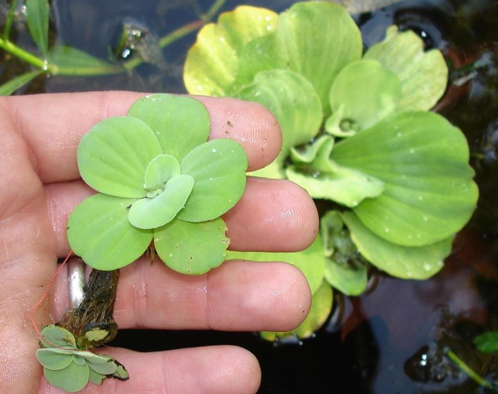 Young water lettuce plants with oval shaped leaves.