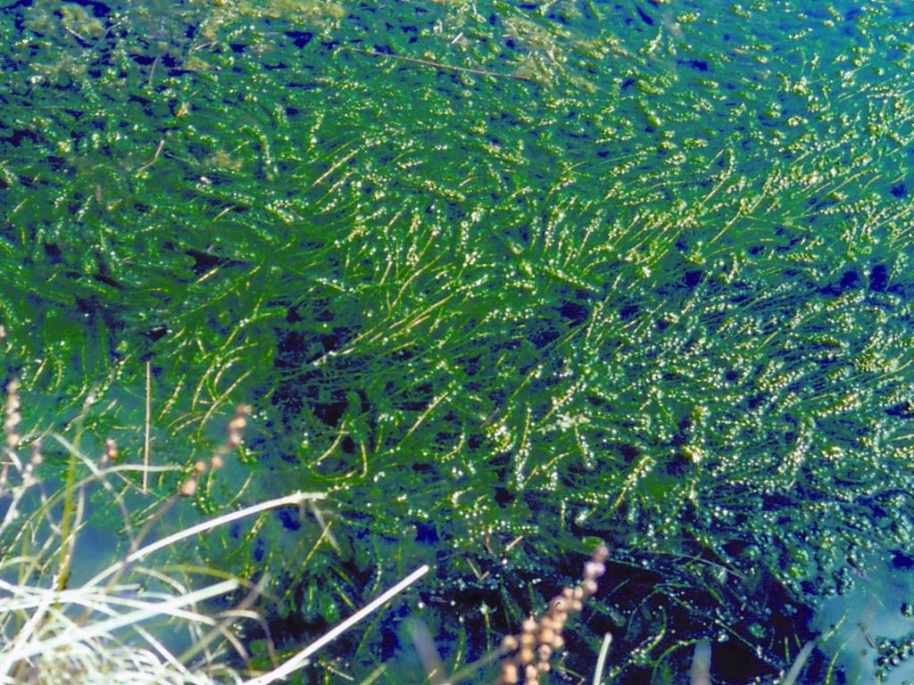 Lagarosiphon forms dense mats at, or just below, the water surface, displacing native vegetation.