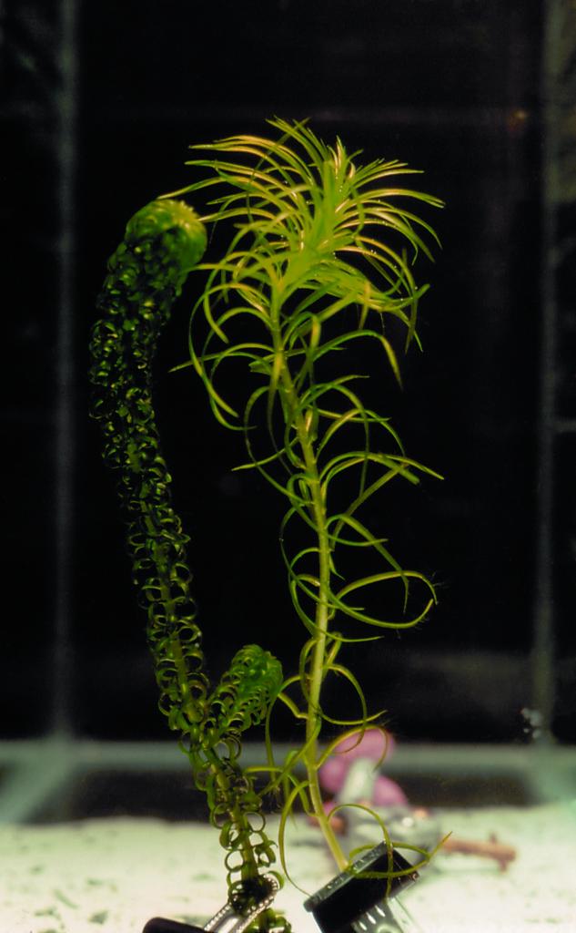 Lagarosiphon generally have tapered tips curving downwards towards the stem.