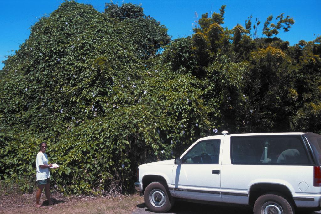 Laurel clock vine climbs vegetation, smothering, shading out and killing understorey.