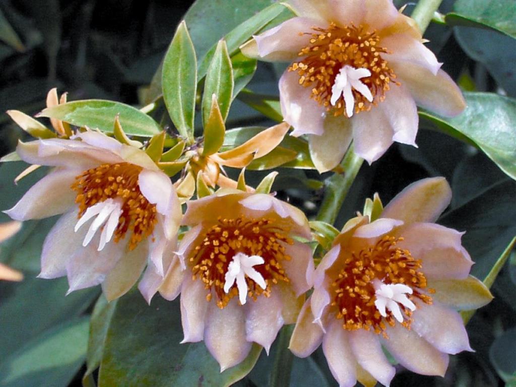 Flowers have numerous, long, yellow-tipped orange stamens and a prominent white style in the middle.