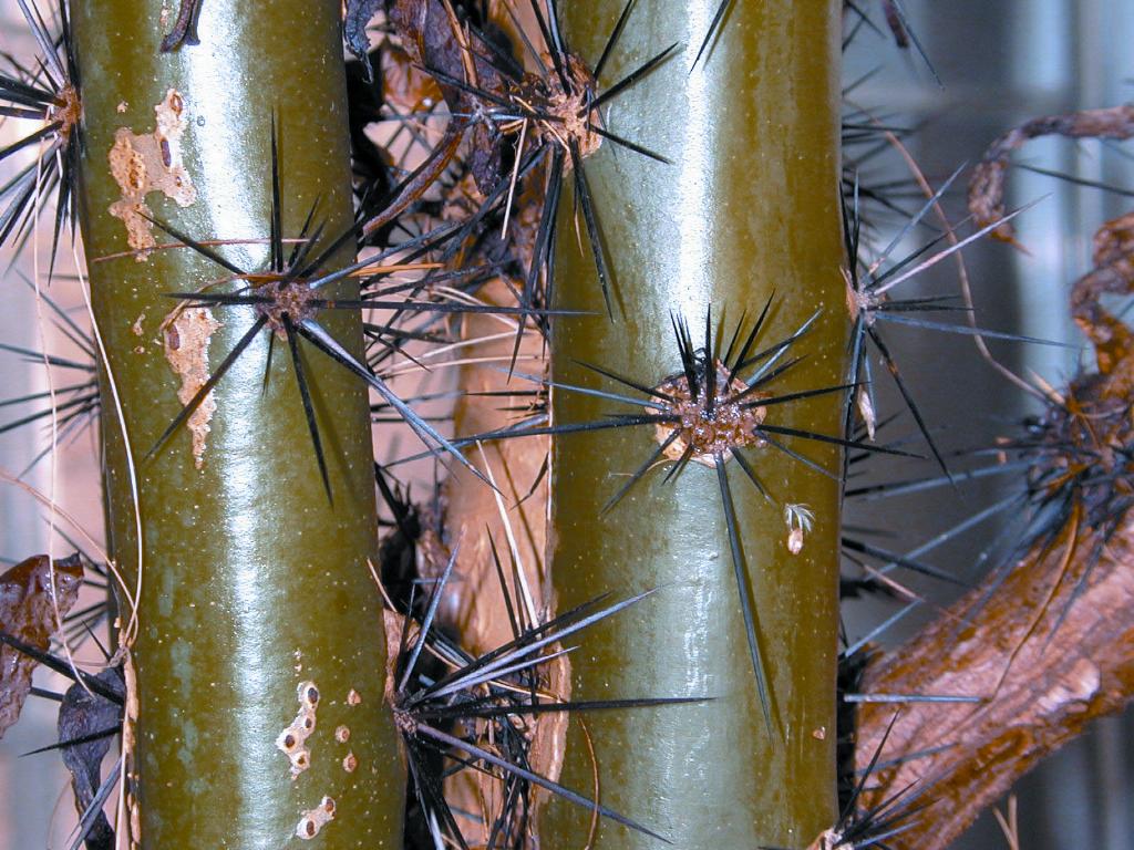 Leaf cactus has groups of long slender spines on the trunk and branches. 