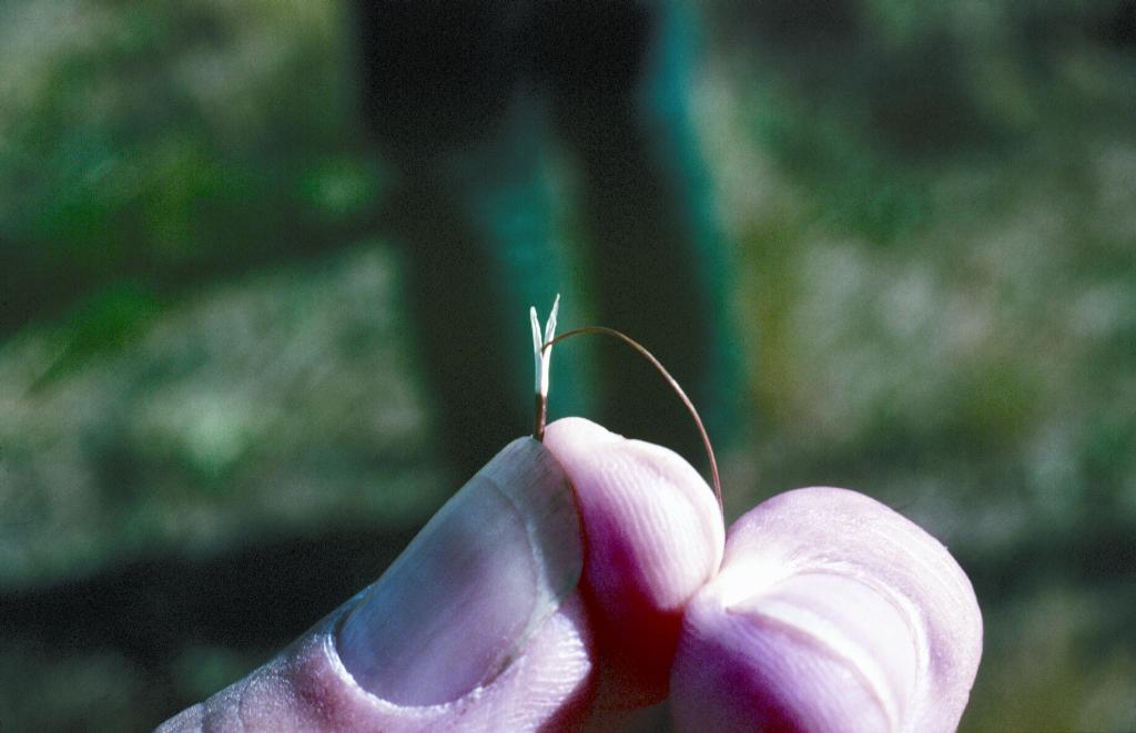 The seed of lobed needle grass has a long  bristle-like tail. 