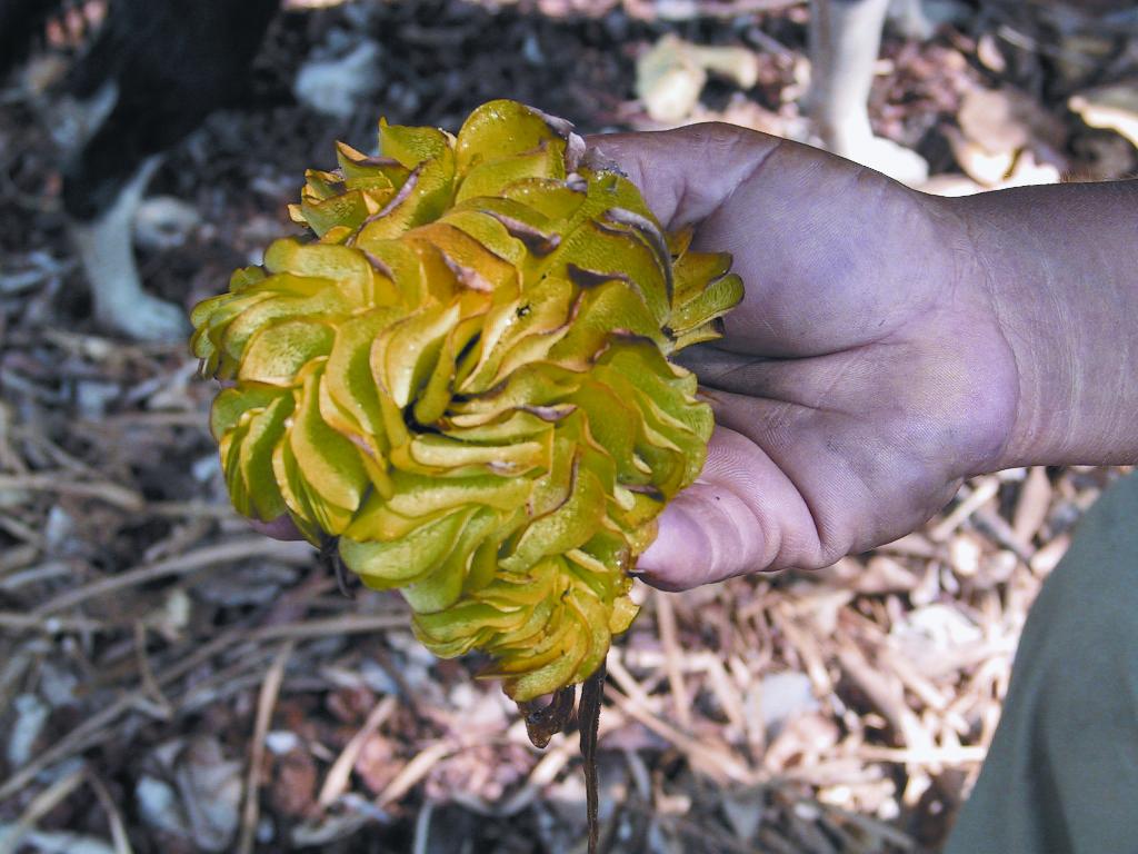 Mature salvinia, showing the overlapping and deeply folded fronds.