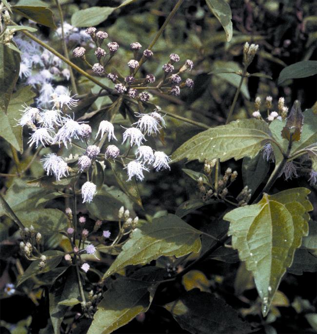 The leaves of Siam weed are arrowhead-shaped with serrated edges and the flowers may be white.