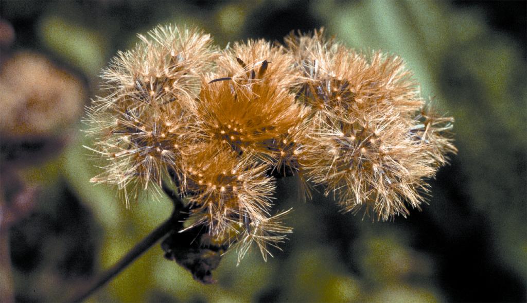 Each seed head can contain hundreds of seeds.