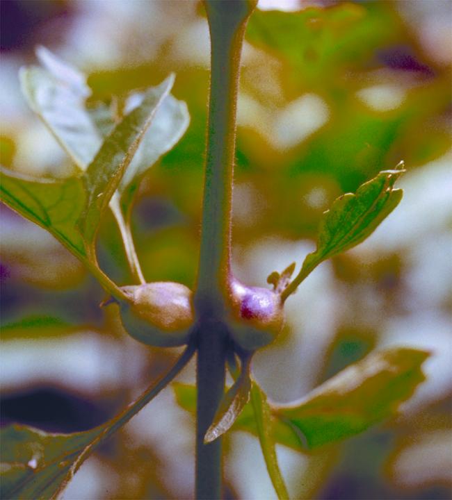 Larvae of the gall fly feed in the stem, which then swells into a gall and harms the plant.