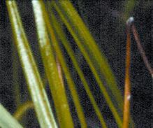 Subterranean Cape sedge – Trianoptiles solitaria