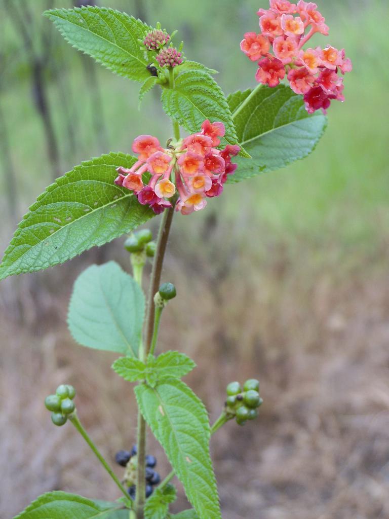 Pink edged red flowered Lantana with young green and mature purple berries, and light green leaves