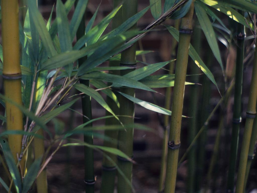 Bamboo, Bambusa forbessii
