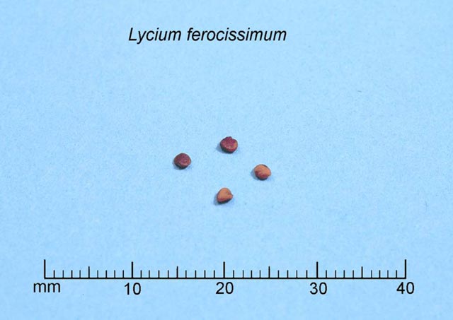 African boxthorn seeds are light brown to yellow.