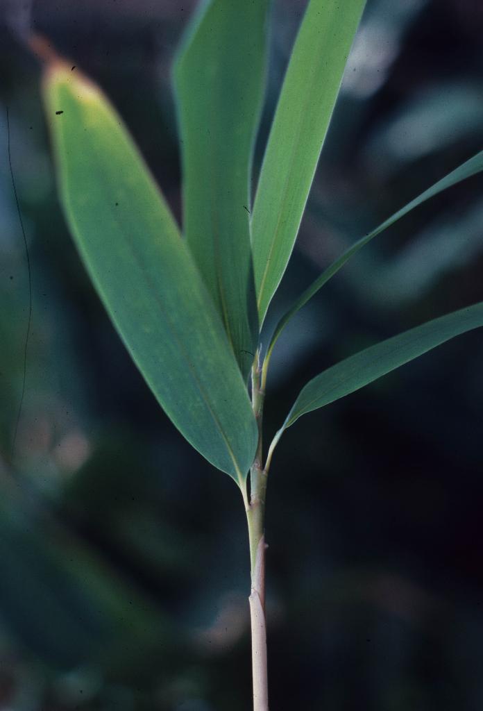 Bamboo, Bambusa forbesii, showing petiol-like constriction at base of leaf.