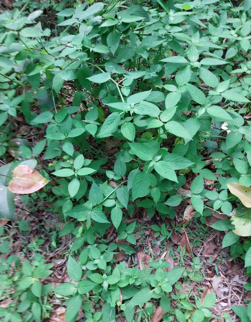 Chinese violet leaves are in opposite pairs along the stems.
