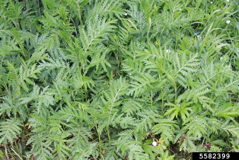 Common tansy has fern-like leaves.