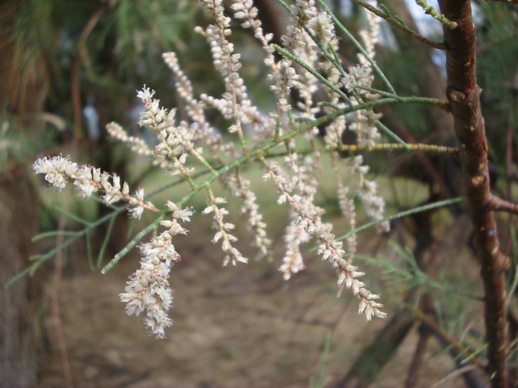 Athel pine has dense clusters of pinkish white flowers.