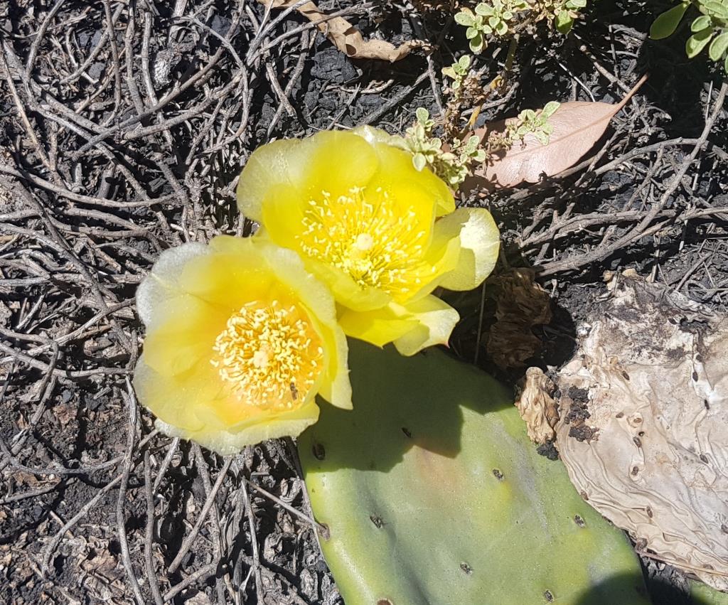 Creeping pear has yellow flowers that are up to 8 cm in diameter.