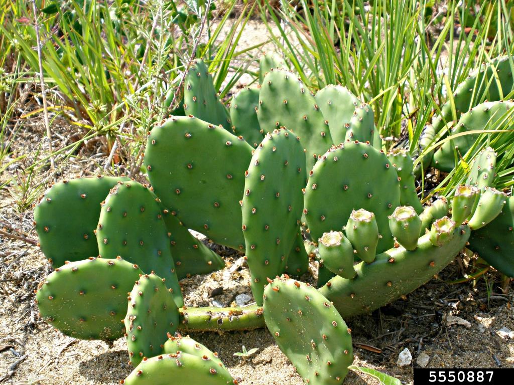 Creeping pear has oval shaped pads with or without spines.