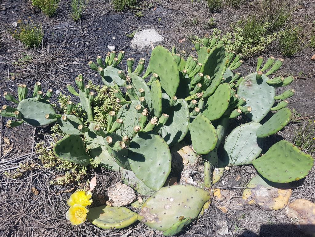 Creeping pear pads are more upright when the plants are flowering.