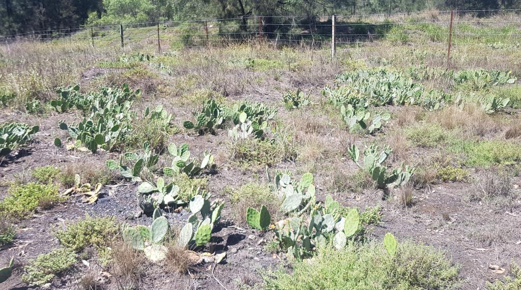An infestation of creeping pear 