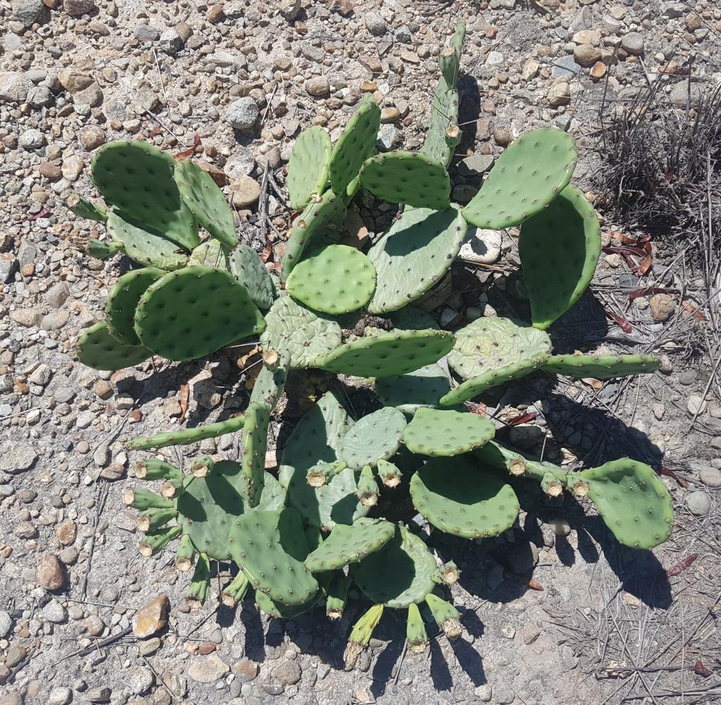 Some creeping pear pads have long spines along their edges.