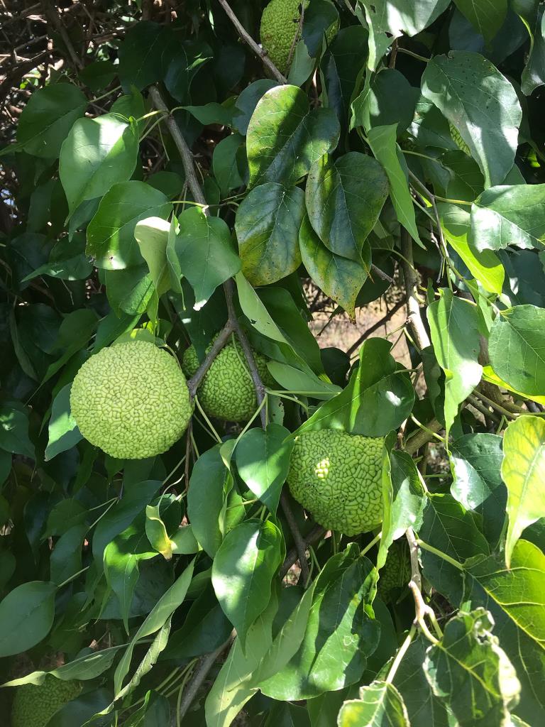 Osage orange leaves are dark green and waxy above, paler green and slightly hairy below.