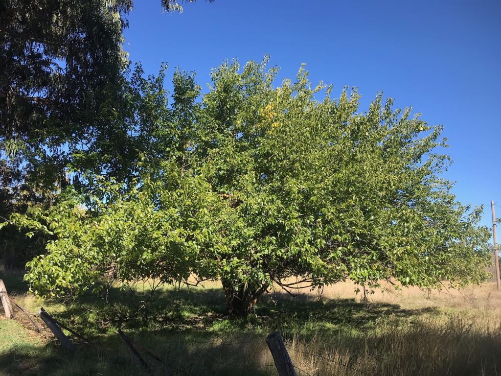 Osage orange trees have a round, spreading crown when not crowded out by other plants.