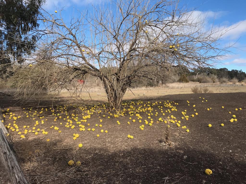 An osage orange tree with no leaves and fallen fruit.