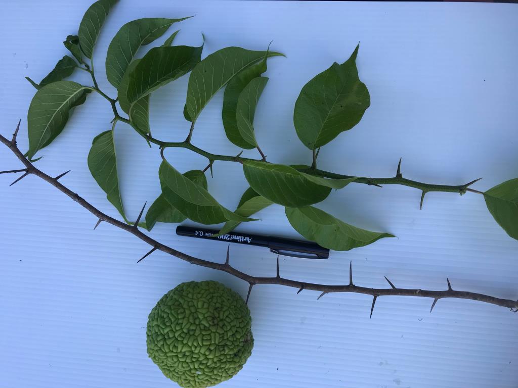 Osage orange has spines up to 5 cm long along the stems.