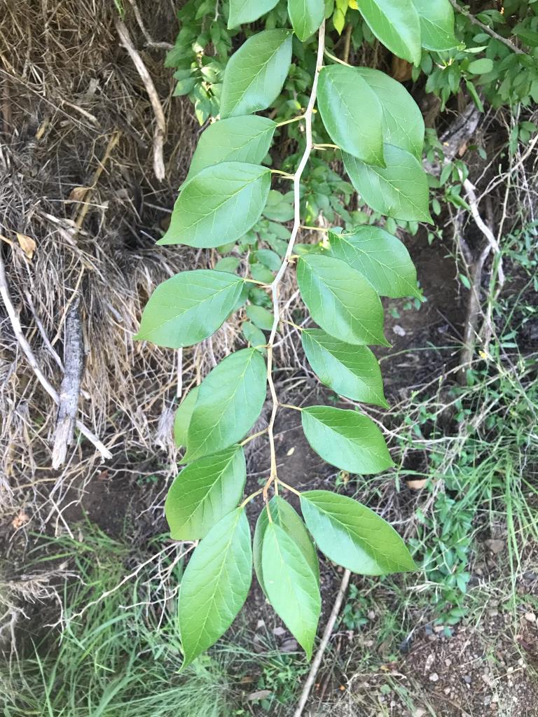 The leaves are oval shaped with a pointed tip. They are alternate along the stem and also in clusters at the end of the stems