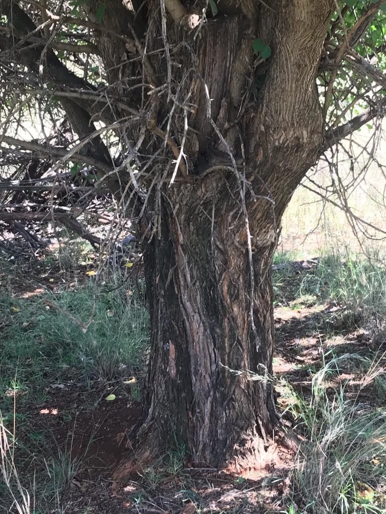 Osage orange trees have short trunks and many branches.