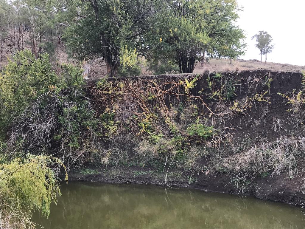 Osage orange often grows along waterways. Note the extensive exposed roots.