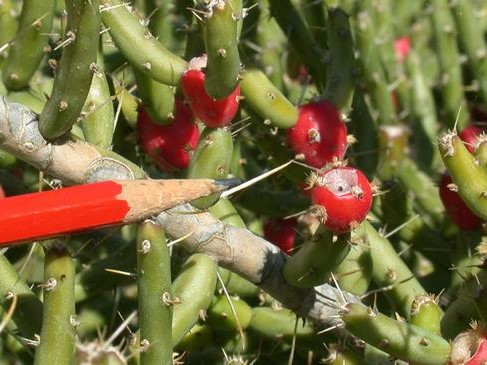 Pencil cactus has thin stems and the fruit are sometimes bright red when rip.