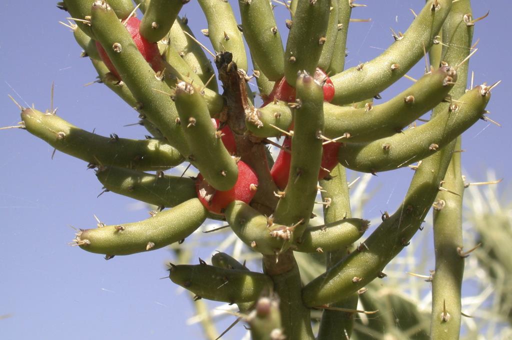 Pencil cactus has branched cylindrical stems with rounded ends.