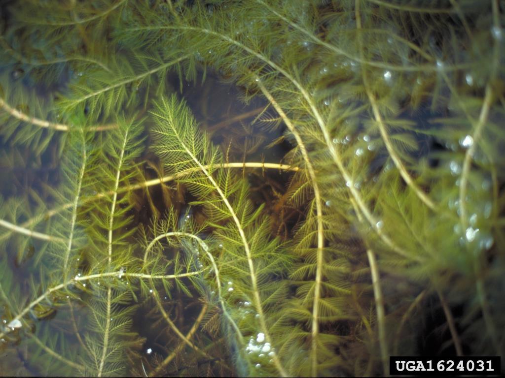 Eurasian water milfoil stems and leaves form a dense canopy.