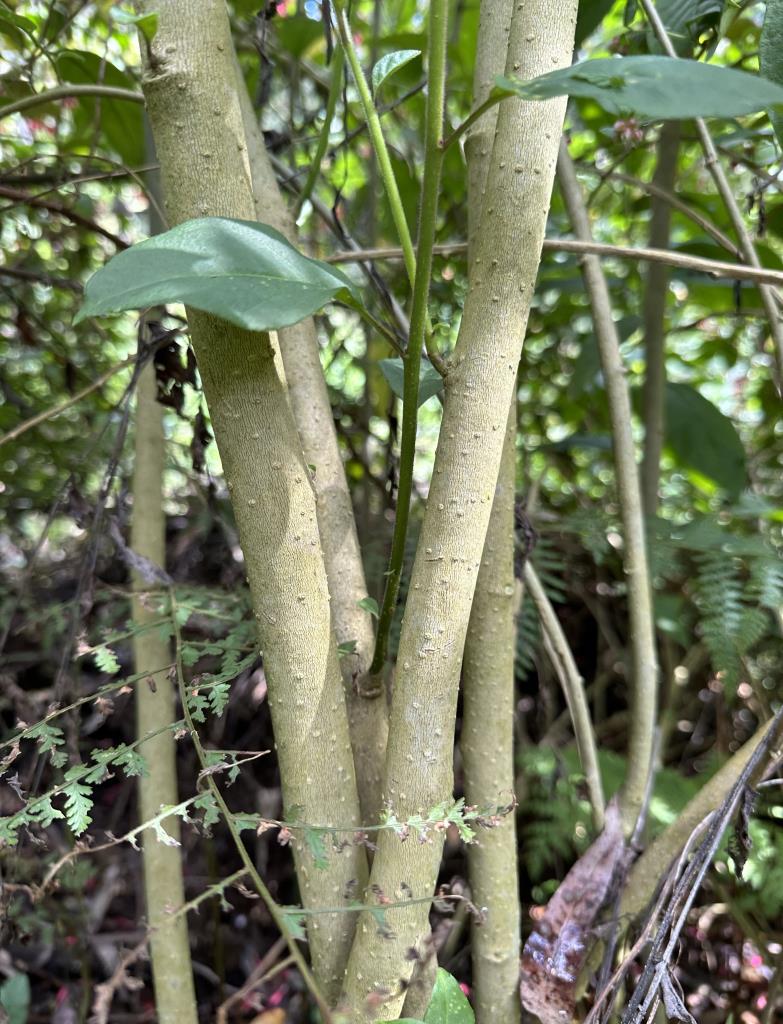 Red cestrum stems become woody with age. 
