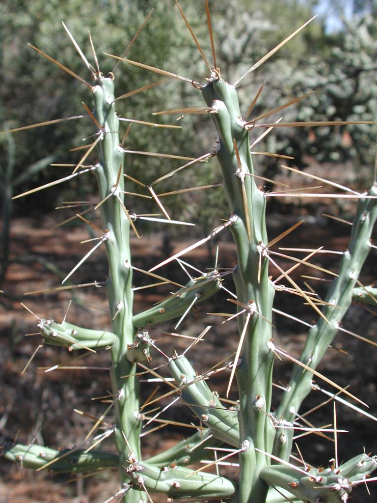 Klein’s cholla has thin light green stems up to 26 cm long and 1.2 cm in diameter.