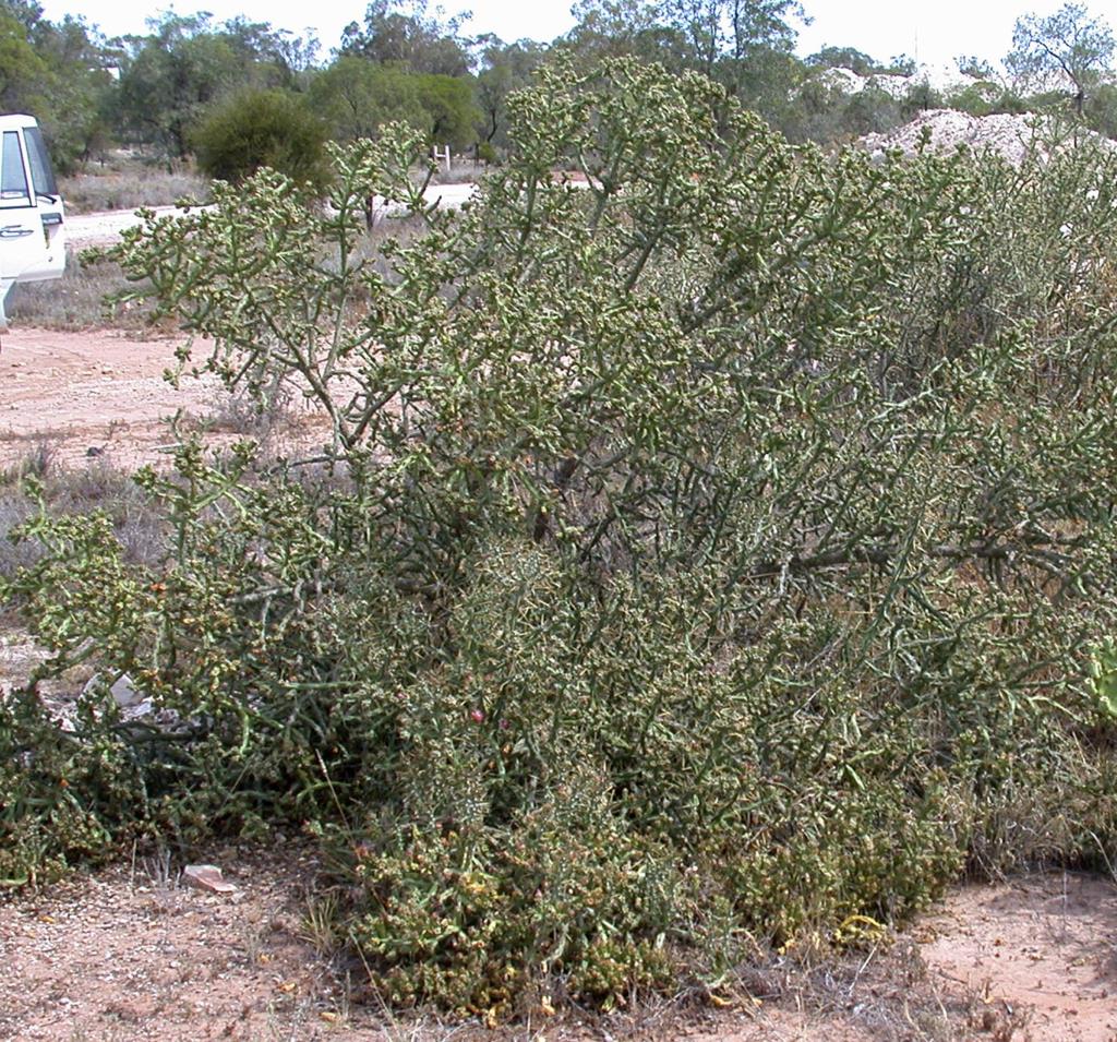 Klein’s cholla is a shrubby cactus up to 2.5 m tall.