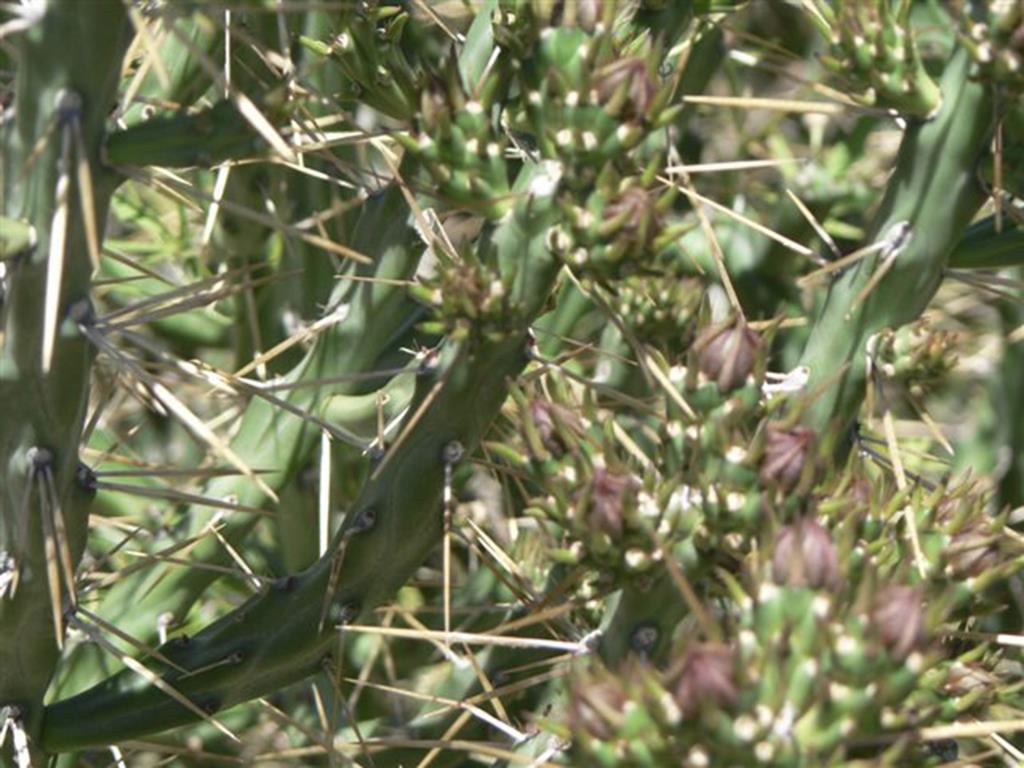 Klein’s cholla spines are white to brown and up to 4.5 cm long.  There are up to 4 spines per areole