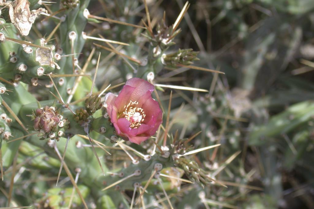 Klein’s cholla flower and flower buds surrounded by spiny stems.
