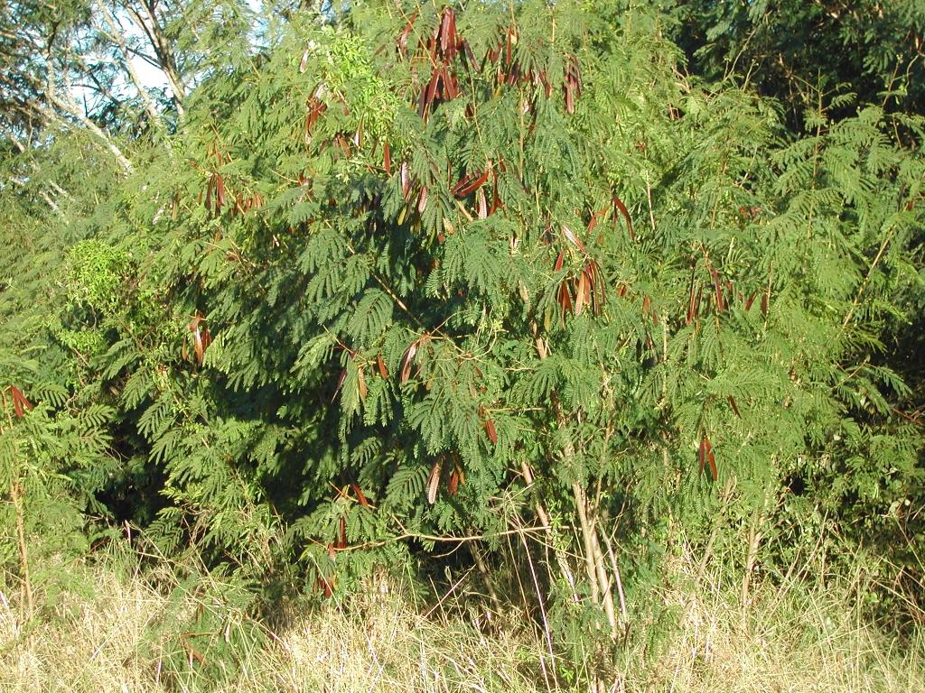 Leucaena has shiny brown seed pods.