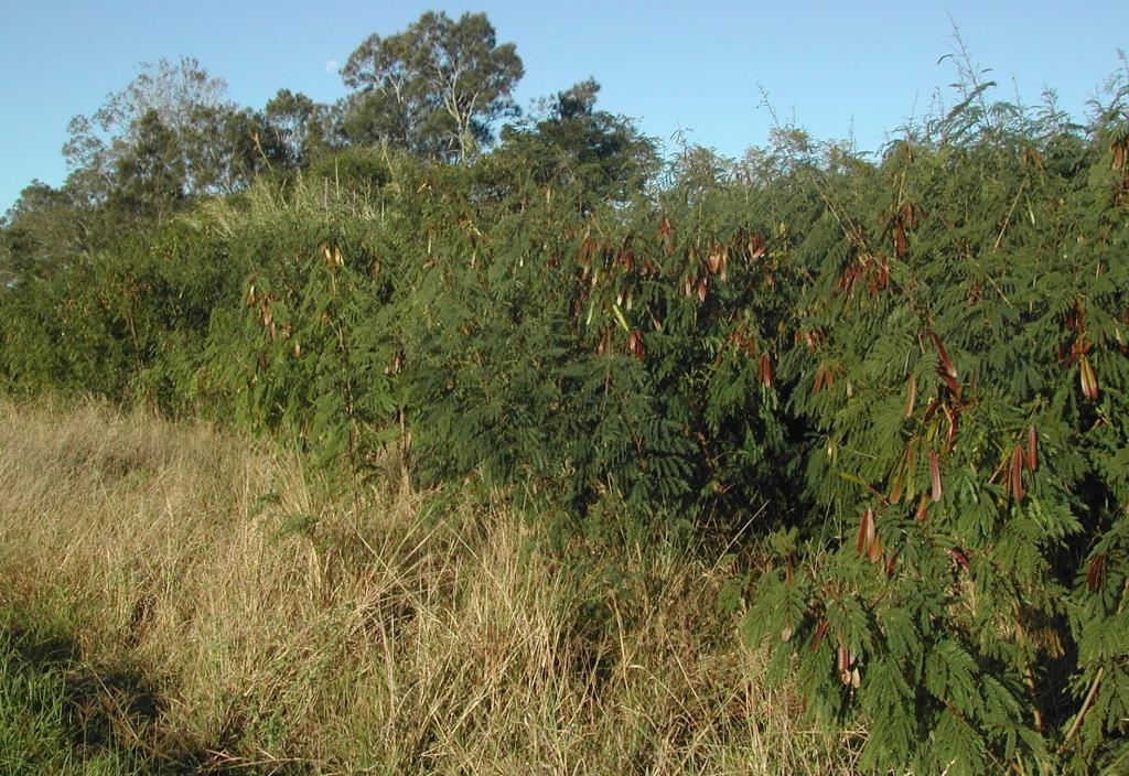 Leucaena infestation show plants with green and brown seed pods.