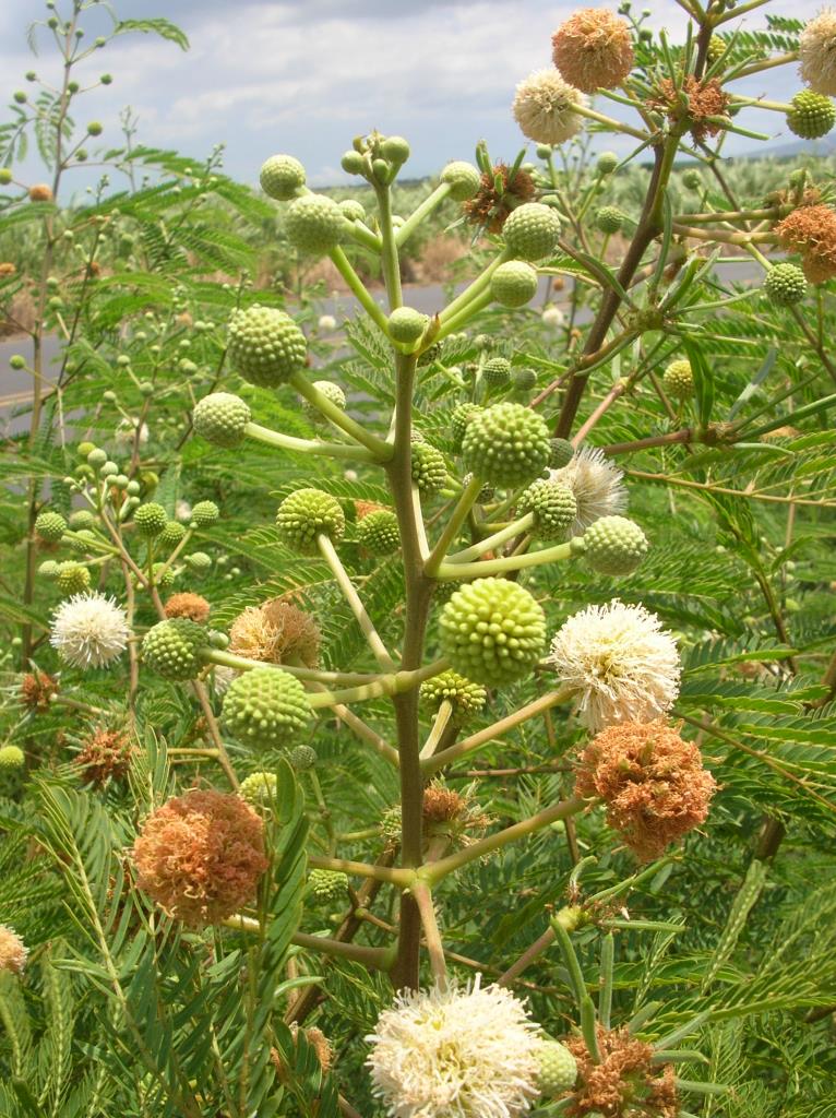 Leucaena has round cream-coloured flowers.