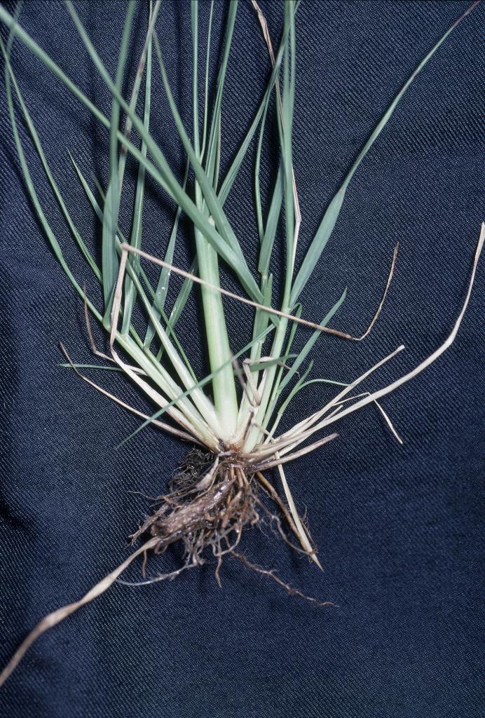 A giant Parramatta grass plant.